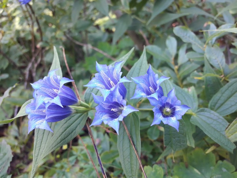blauer-enzian